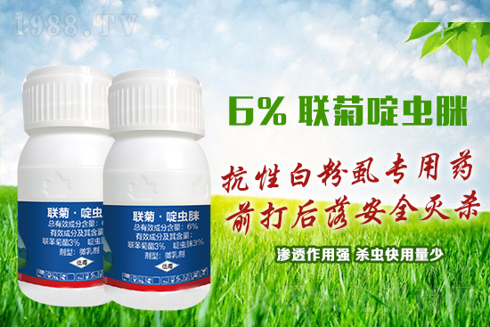 抗性白粉虱難防又難治？這樣用藥蟲卵雙殺，死蟲！