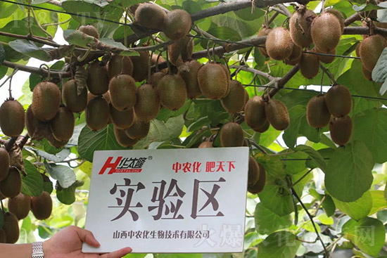 獼猴桃需肥特點有哪些？獼猴桃膨大肥怎么施