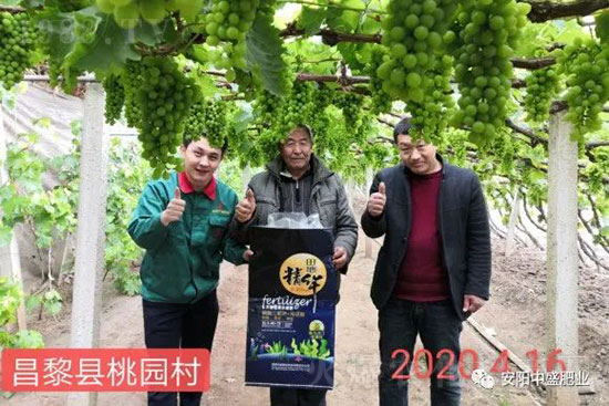 葡萄軟果是什么原因？如何防治？