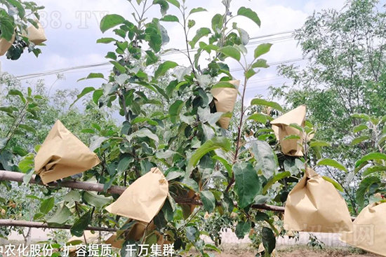    果實套袋后可減少農藥殘留，改善果子的外觀品質，可大大提高果品賣相，更容易出售并賣出高價，所以果樹套袋目前仍然是我國果園的主要管理方法，套袋蘋果表光就是好，也少病害。