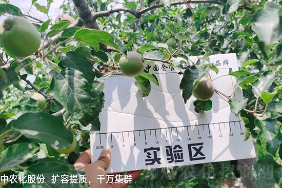     果實套袋后可減少農藥殘留，改善果子的外觀品質，可大大提高果品賣相，更容易出售并賣出高價，所以果樹套袋目前仍然是我國果園的主要管理方法，套袋蘋果表光就是好，也少病害。