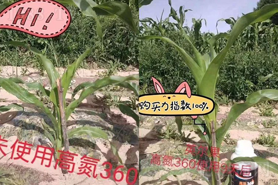 液體氮肥有哪些優(yōu)點(diǎn)？液體氮肥能替代尿素追肥嗎？