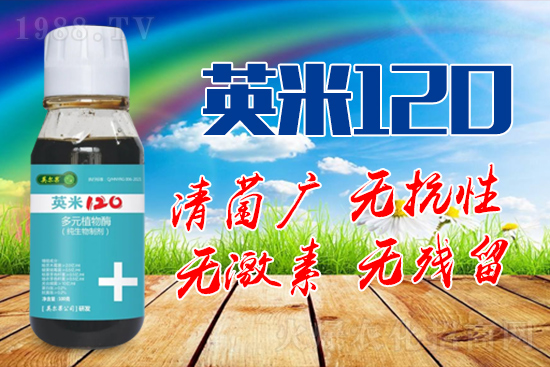 枸杞白粉病的癥狀是什么？枸杞白粉病防治方法！