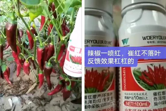 增紅率提高95%！催紅不落葉！收入翻幾番！就用辣椒一噴紅！