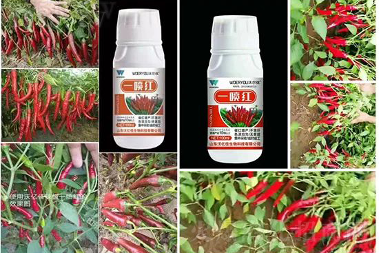 增紅率提高95%！催紅不落葉！收入翻幾番！就用辣椒一噴紅！