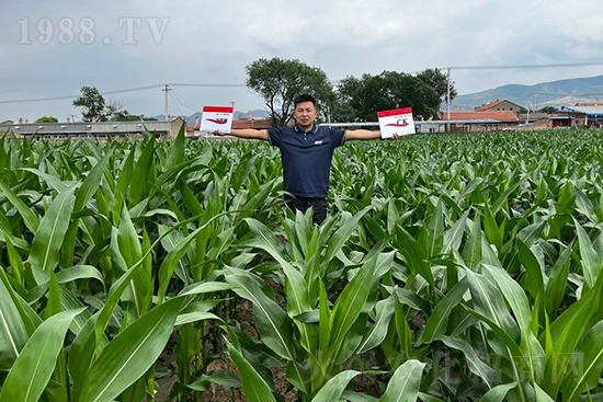 渾源玉米頂呱呱，營養(yǎng)補充全靠它