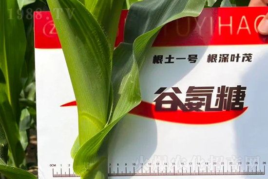 渾源玉米頂呱呱，營養(yǎng)補充全靠它
