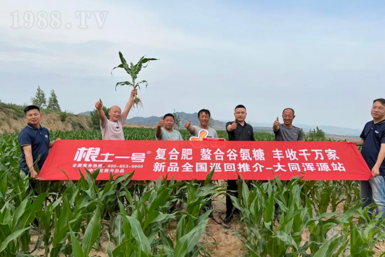 渾源玉米頂呱呱，營養(yǎng)補充全靠它