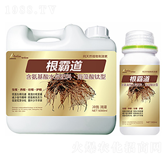 根霸道-中?？萍? style=