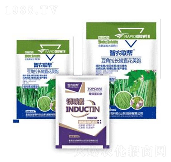 豆角拉長嫩直花莢飽-金吉達(dá)