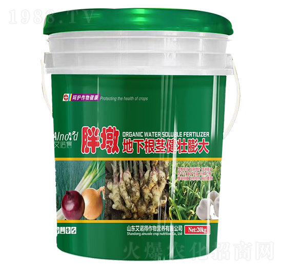 胖墩地下根莖健壯膨大肥-艾諾得