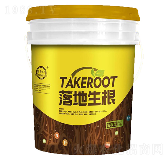 落地生根-梁山泰豐