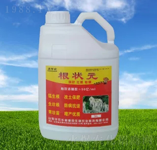 根狀元-季風生物