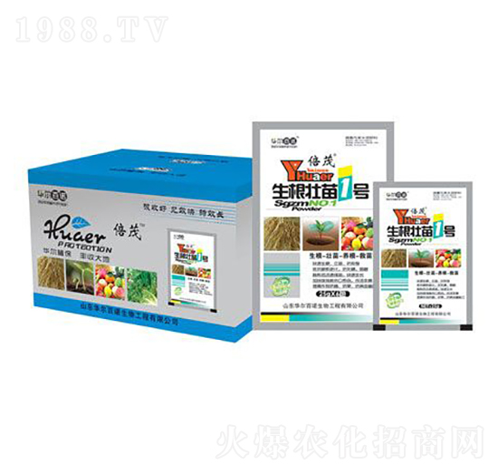 生根壯苗1號(hào)-華爾百諾