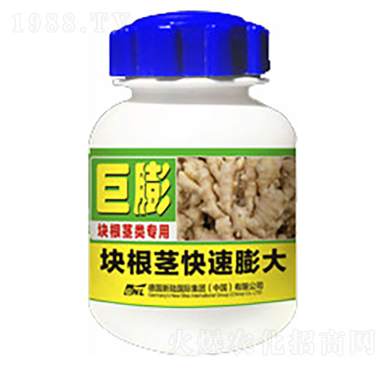 大姜塊根莖快速膨大-巨膨-德化