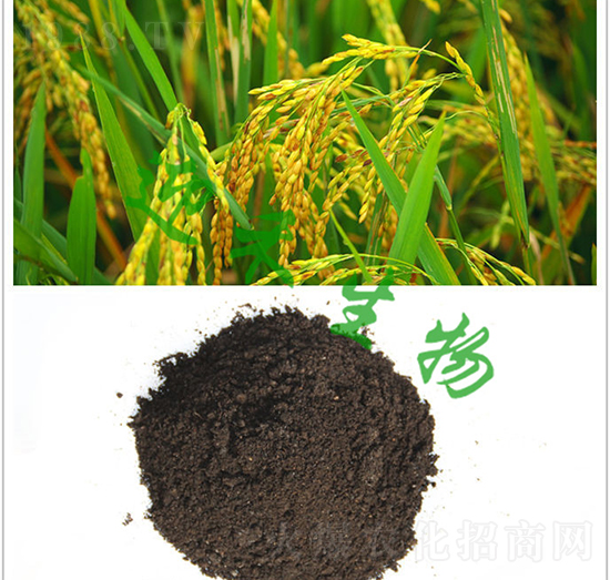 ����÷�-ӭ������