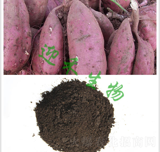 �t�팣�÷�-ӭ������