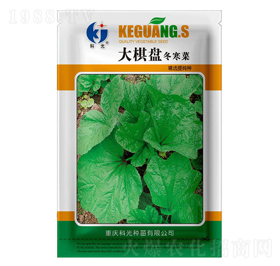 大棋盤(pán)冬寒菜-科光種苗