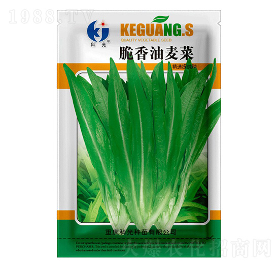 脆香油麥菜-科光種苗