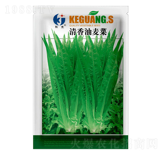 清香油麥菜-科光種苗