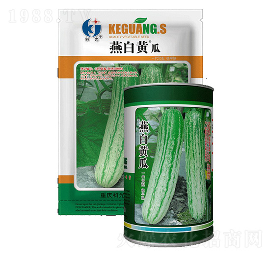 燕白黃瓜-科光種苗