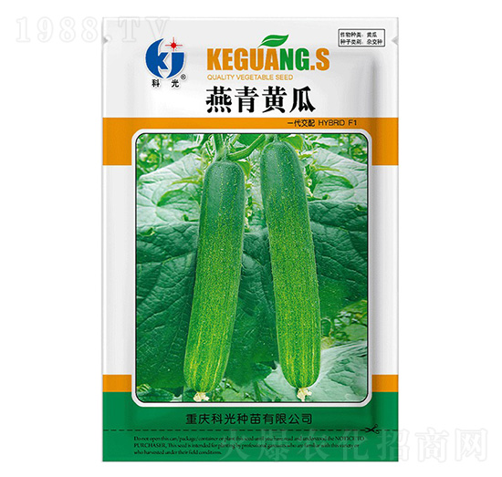 燕青黃瓜-科光種苗