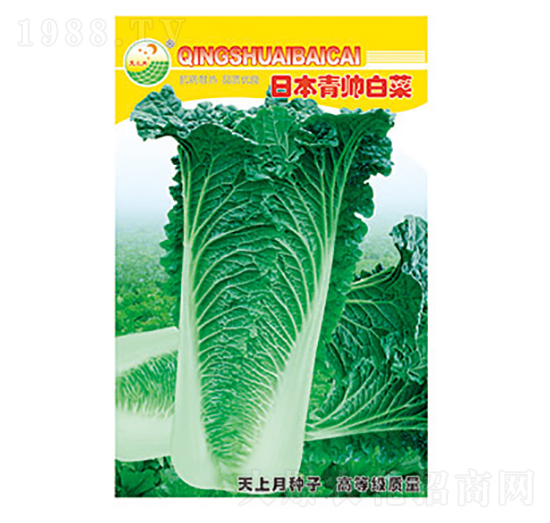白菜種子-日本青帥白菜-太樂種業(yè)