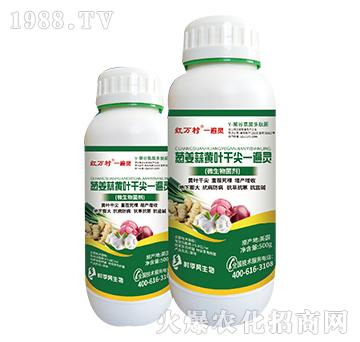 蔥姜蒜黃葉干尖一遍靈-人人共享農化