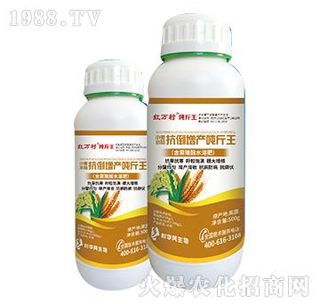 小麥水稻噸金王-人人共享農化