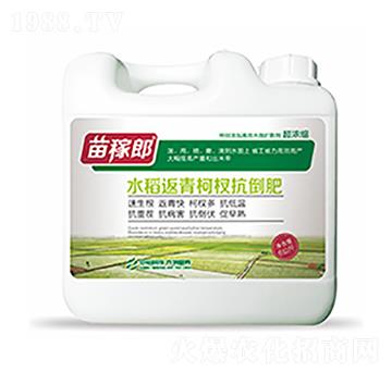 水稻返青柯杈抗倒肥-中裕科技