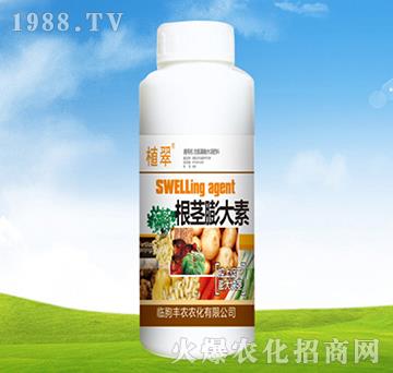 含氨基酸水溶肥料-根莖膨大素-豐農(nóng)農(nóng)化