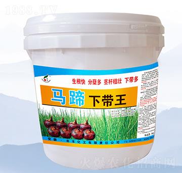 馬蹄下帶王-禾豐