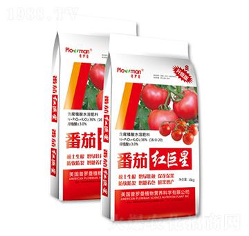 含腐植酸水溶肥料-番茄紅-陽光肥業(yè)