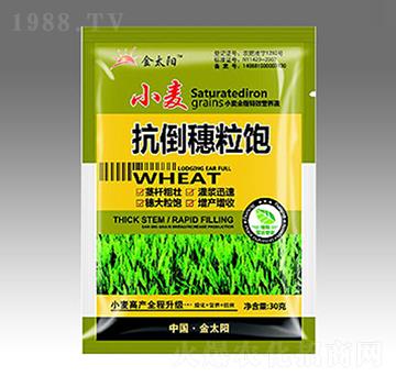 小麥抗倒穗粒飽-金太陽肥業(yè)