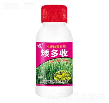 小麥油菜矮多收-禾豐源肥業(yè)