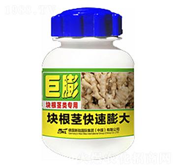 大姜塊根莖快速膨大-巨膨-德化