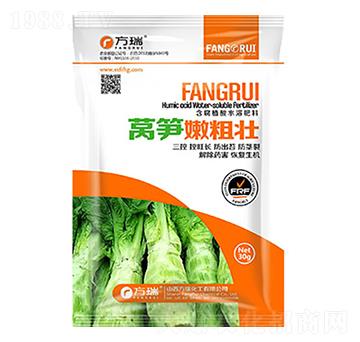 萵筍粗壯大-方瑞