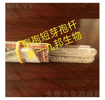 側孢芽孢桿菌-斜面試管菌-九邦生物
