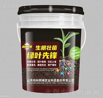 生根壯苗綠葉先鋒-柏科阿姆