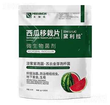 西瓜移栽片-黛利拉-美伽儂