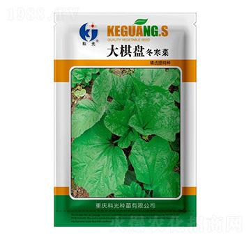 大棋盤冬寒菜-科光種苗