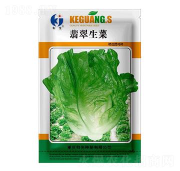 翡翠生菜-科光種苗