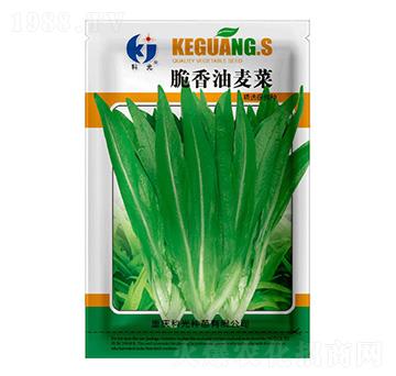 脆香油麥菜-科光種苗