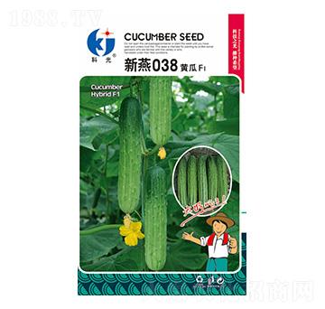 新燕038-科光種苗