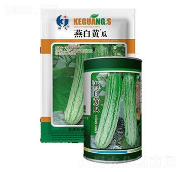 燕白黃瓜-科光種苗