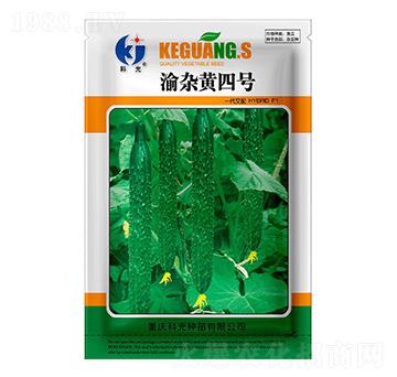 渝雜黃4號-科光種苗