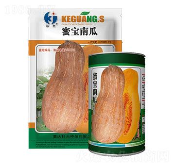 蜜寶南瓜-科光種苗