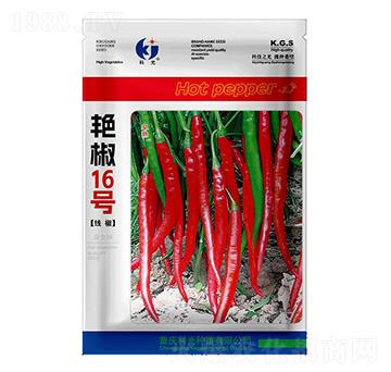艷椒16號-科光種苗