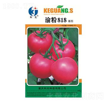 渝粉818-科光種苗