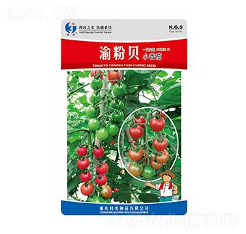 渝粉貝-科光種苗